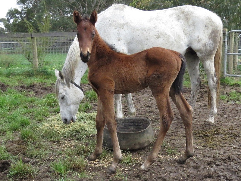 110 Mystic Dancer x De Gaulle bc 2-10 5d